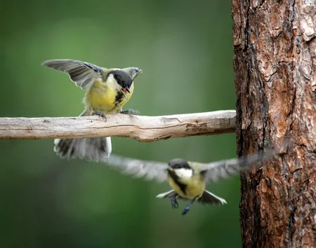 Great Tits Things ( Parus major )